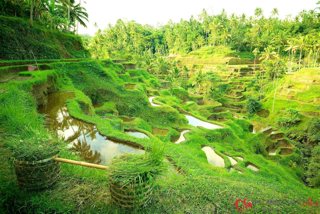 Capung Sakti Villas 우붓 외부 사진